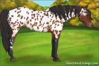 Horse Color:Brown Appaloosa Brindle