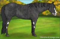 Horse Color:Black Splash Frame  Brindle