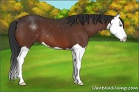 Horse Color:Bay Splash 