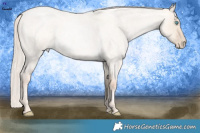 Horse Color:Gold Cream Champagne Roan Pearl Dun