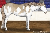 Horse Color:Liver Red Dun Splash  Brindle