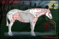 Horse Color:Watercolor Plaid Liver Chestnut Pearl Tobiano