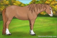 Horse Color:Chestnut Splash 