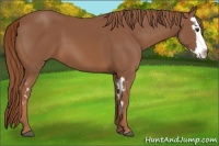 Horse Color:Chestnut Splash Frame