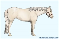 Horse Color:Gold Cream Champagne Pearl 