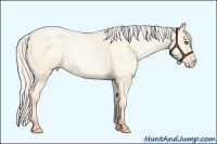 Horse Color:Silver Amber Cream Champagne Roan Pearl Dun 
