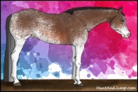 Horse Color:White Spotted Bay 