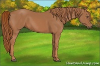 Horse Color:Chestnut Sabino