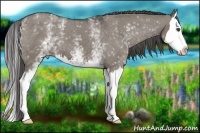 Horse Color:White Spotted Grullo Sabino Splash Varnish 