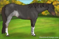 Horse Color:Liver Red Roan 