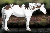 Horse Color:White Spotted Bay Splash