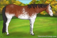 Horse Color:White Spotted Bay