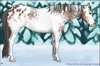 Horse Color:White Spotted Bay Appaloosa Rabicano 