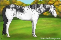 Horse Color:White Spotted Black