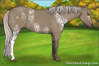 Horse Color:White Spotted Silver Grullo 