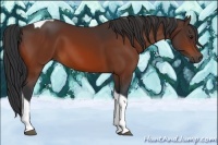 Horse Color:Bay Tobiano 