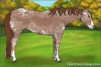 Horse Color:Chestnut Ice Splash 