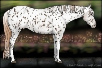 Horse Color:Chestnut Ice Tobiano Appaloosa 
