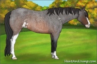 Horse Color:Brown Roan Sabino