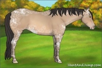 Horse Color:Amber Champagne Ice 