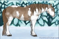Horse Color:Liver Chestnut Splash Tobiano