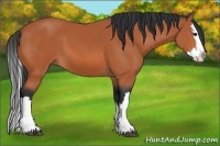 Horse Color:Bay Splash 