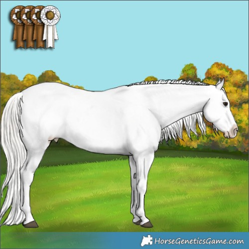 Horse Color:White Spotted Silver Brown Sabino Appaloosa 