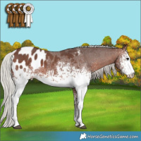 Horse Color:White Spotted Silver Brown Sabino Appaloosa 