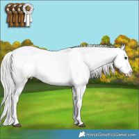 Horse Color:White Spotted Silver Brown Sabino Appaloosa 