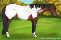 Horse Color:Bay Appaloosa
