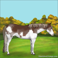 Horse Color:Liver Chestnut Splash 