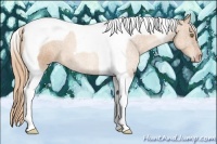 Horse Color:Gold Champagne Tobiano 