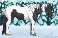 Horse Color:Black Tobiano 