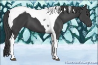 Horse Color:Smoky Black Tobiano 