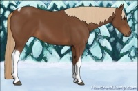 Horse Color:Chestnut Tobiano