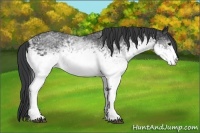 Horse Color:White Spotted Black