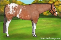 Horse Color:White Spotted Bay Appaloosa 