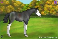 Horse Color:Black Splash