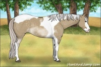 Horse Color:Silver Brown Dun Sabino Splash Tobiano Rabicano