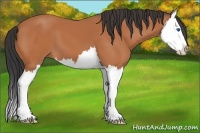 Horse Color:Bay Splash 