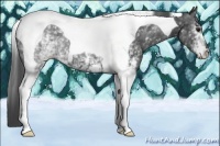 Horse Color:White Spotted Smoky Black Tobiano 