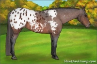 Horse Color:Bay Appaloosa Rabicano