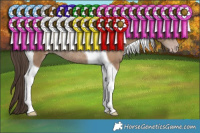 Horse Color:Classic Champagne Tobiano Rabicano 