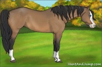 Horse Color:Bay Dun Splash 