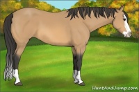 Horse Color:Buckskin Splash 