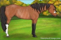 Horse Color:Bay Rabicano