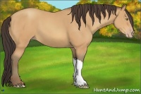 Horse Color:Amber Champagne