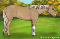 Horse Color:Palomino