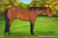 Horse Color:Bay 