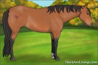 Horse Color:Bay Rabicano